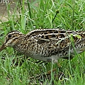 Latham's Snipe near Tiger Park in Manunda オオジシギ<br />Canon EOS 7D + EF300 F2.8L III + EF1.4xII